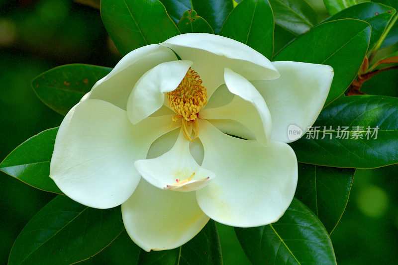 大白玉兰/南方白玉兰:巨大，芳香，乳白色花